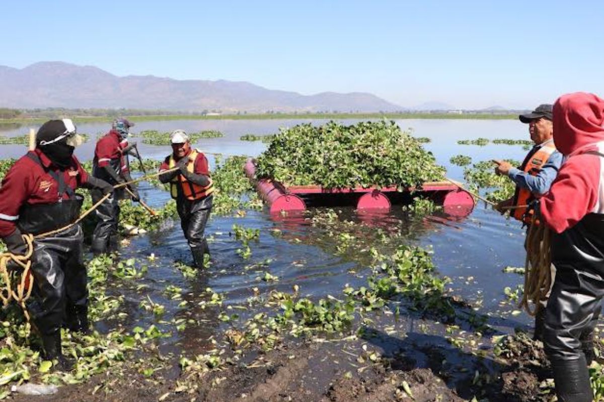 La Semarnat realiza el retiro del lirio en la presa Endhó y fumigaciones contra el mosco culex | Foto: Archivo