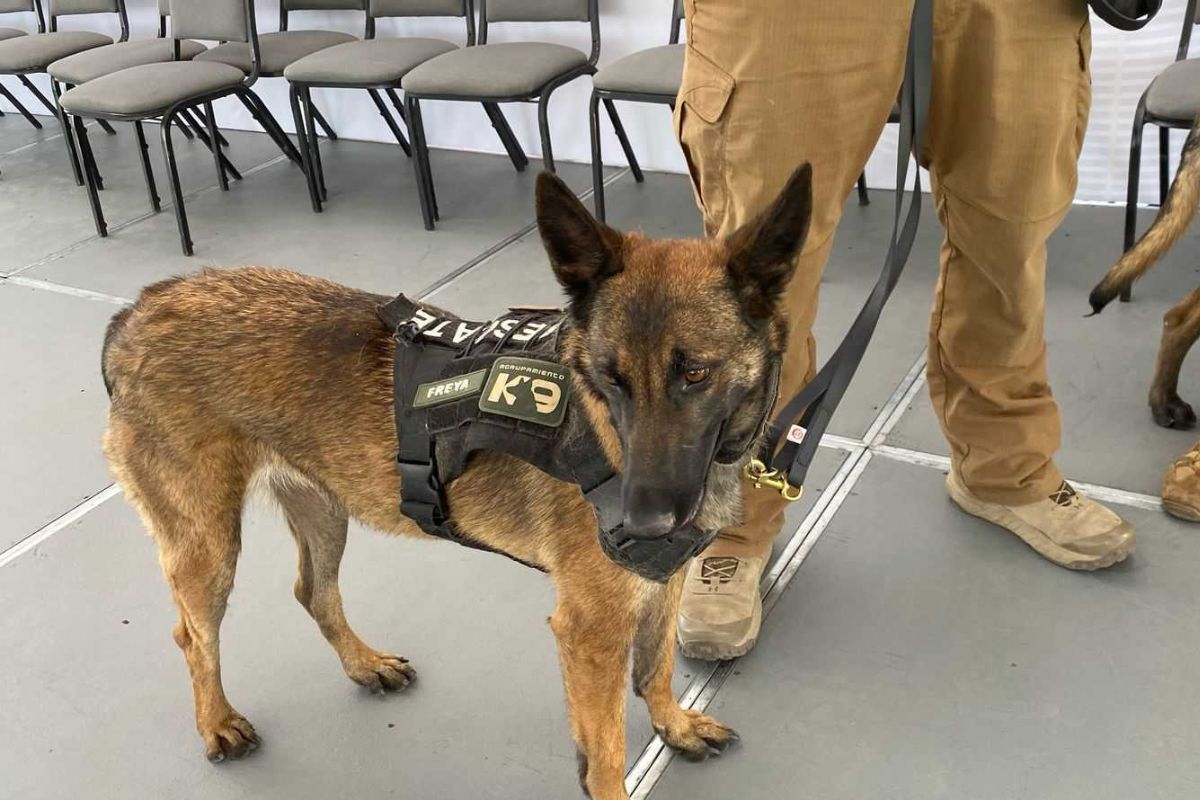 El INM cuenta con tres elementos caninos: dos hembras y un cachorro macho | Foto: Lizania Zavala