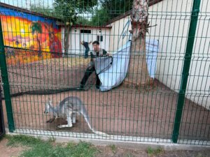 La Profepa y la PGJEH encontraron a los canguros rojos en un encierro improvisado