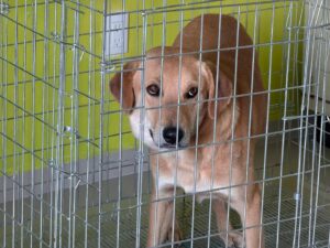 El municipio afirma que el perro resguardado es el Güero de El Tablón.