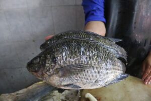 Los precios de los pescados y mariscos reflejan los gastos que tienen que hacer, dijeron comerciantesFoto: Juan Martínez