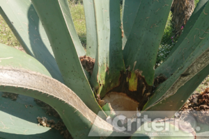 Este 3 de mayo, Zempoala será sede de una jornada dedicada al maguey y su cultura