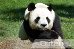 Los pandas siguen sin ‘conectar’ y el zoológico busca una solución desesperada