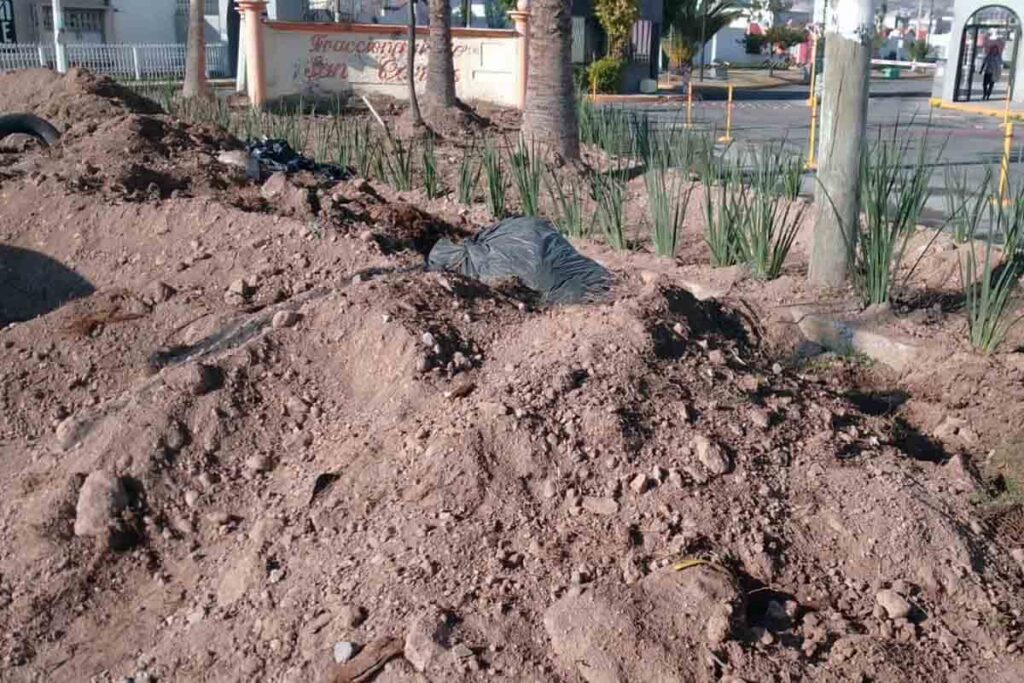 Los árboles ocupan el lugar donde se instalaban puestos, en el acceso al fraccionamiento San Carlos