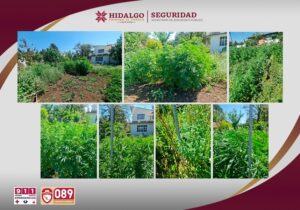 En Agua Blanca, se localizaron 112 plantas de marihuana tras un cateo autorizado por la PGJEH de Hidalgo.