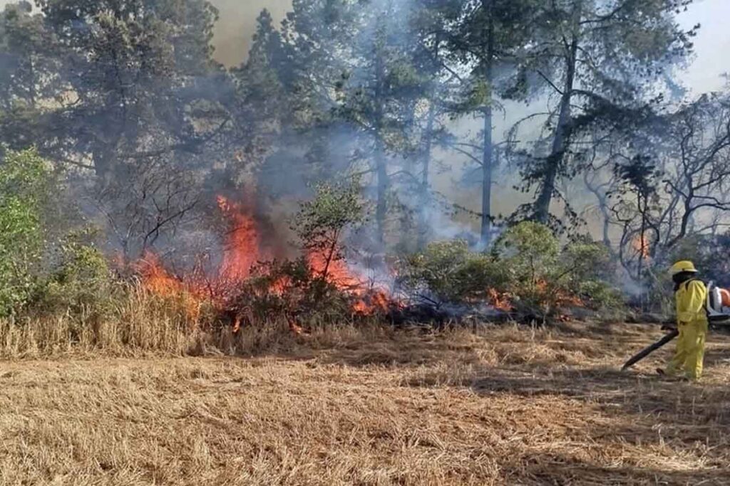 La superficie más afectada ha sido la de arbustos, con 274 hectáreas