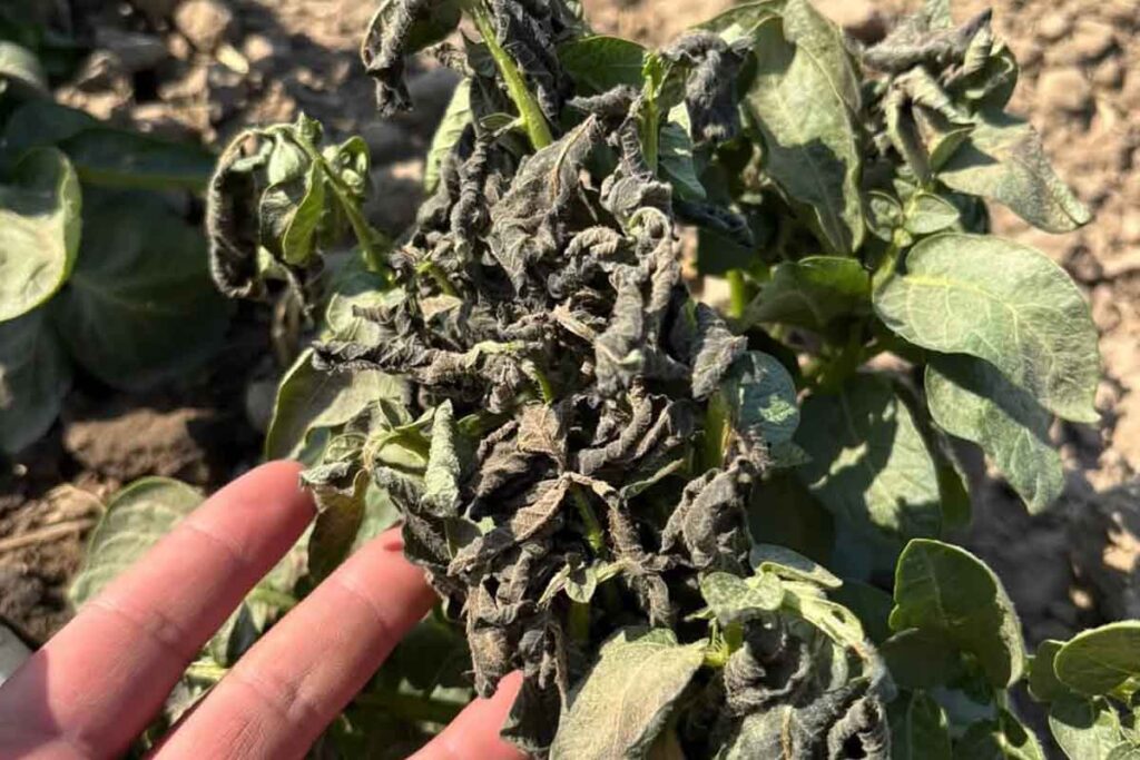 Es complicado establecer la totalidad de hectáreas afectadas porque hay plantas que aún se pueden recuperar