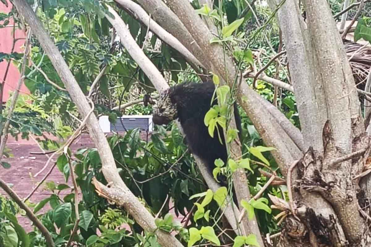 El animal fue indetificado como un Sphiggurus mexicanus, también conocido como puercoespín arborícola