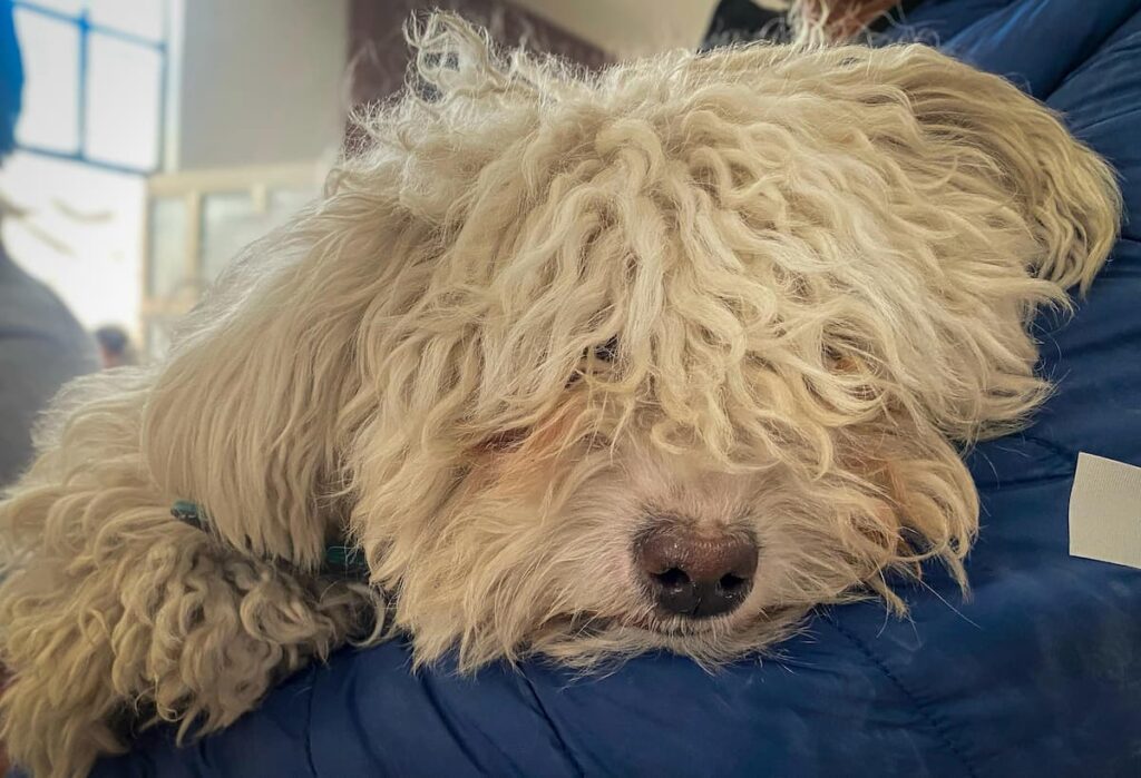 Pachuca vacuna y esteriliza mascotas sin costo en varias colonias de la ciudad