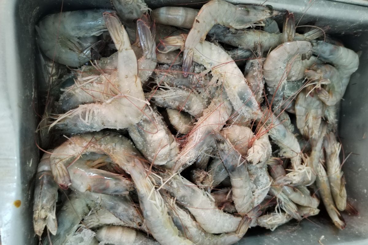 Los camarones tienen menor demanda que en diciembre, aseguró un vendedor | Foto: Lizania Zavala