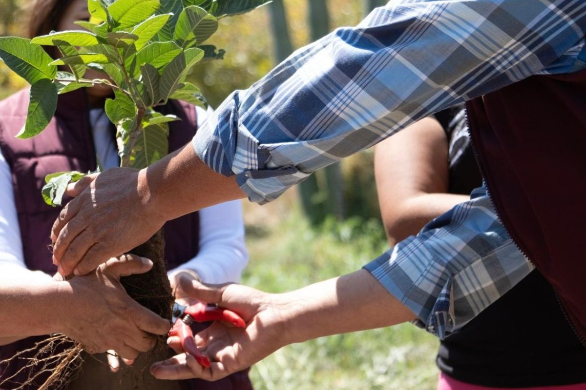 El gobierno de Zimapán entregó árboles frutales a los productores | Foto: Especial