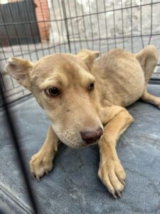 Gracias a denuncias ciudadanas, se logró el rescate de animales en situación de abandono.