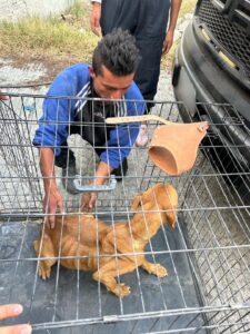 La operación fue realizada con apoyo de Protección Civil, Bomberos y la Unidad de Sanidad Animal.