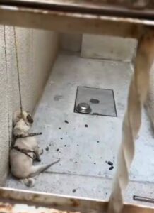 Vecina denuncia maltrato animal en Chalco; perrita muere ahorcada en una zotehuela