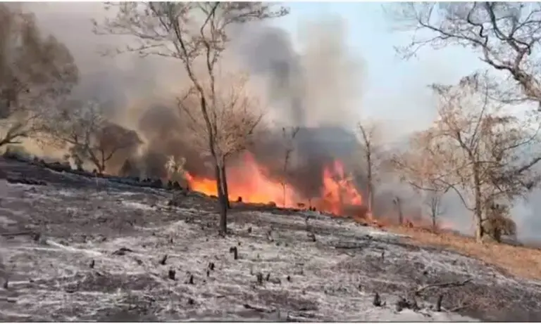 Los incendios forestales afectaron 86 hectáreas en Hidalgo Foto: Archivo