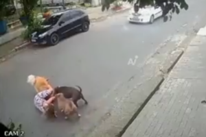  Dos pitbulls sueltos causan pánico y una embarazada termina tirada por salvar a su perro