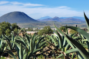 Con su página Por Amor A México Puro Pulque ha llegado a miles con su mensaje