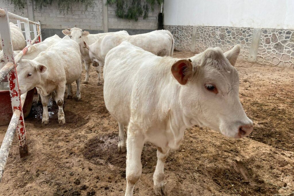 El campo en el Valle del Mezquital sufre los estragos de la sequía y ahora también del bloqueo económico impuesto por Estados Unidos