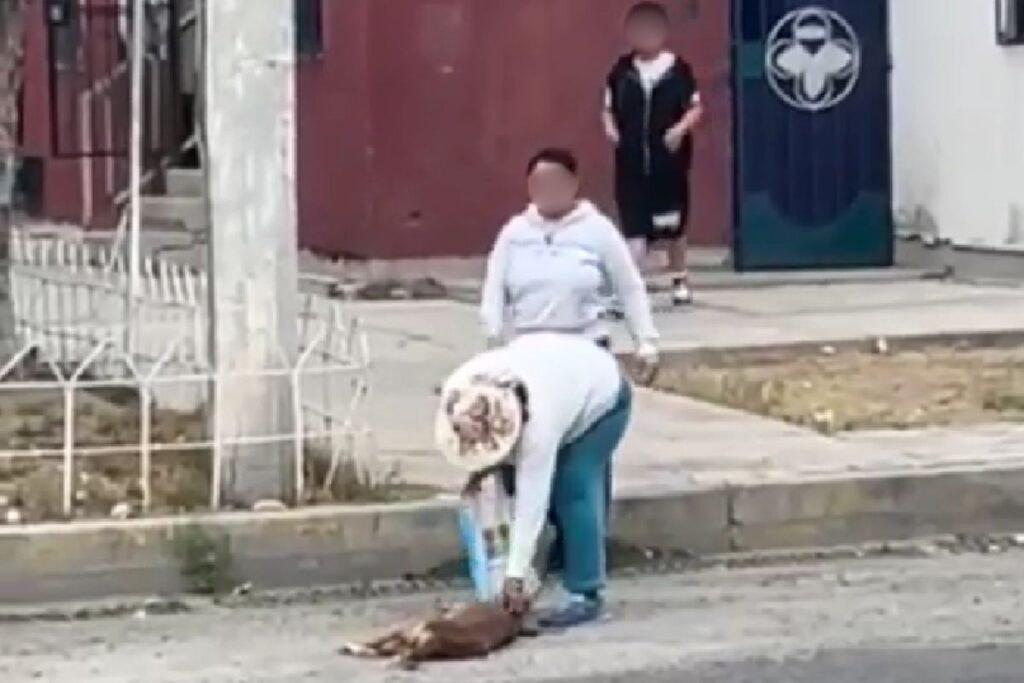 Maltrato animal en Pachuca: Captan en video a mujer mientras arrastra a un perro