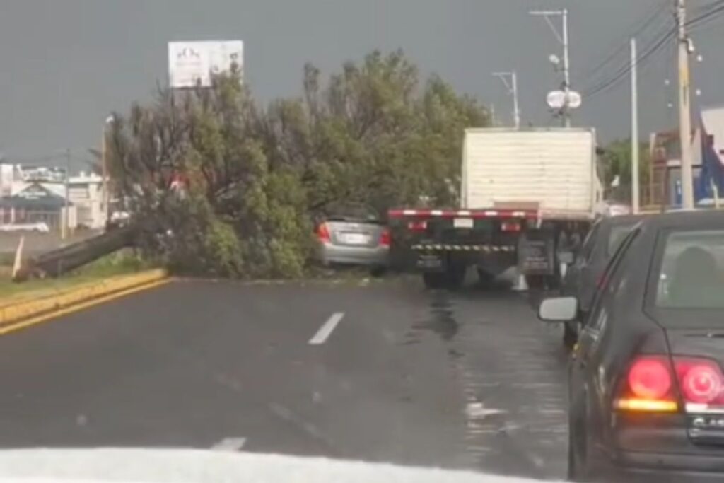 En Pachuca, árbol cae en un auto y genera caos vial este lunes; ¿hubo lesionados?