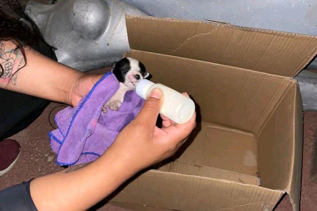 La asociación busca un hogar que adopte a los cachorros | Foto: Especial