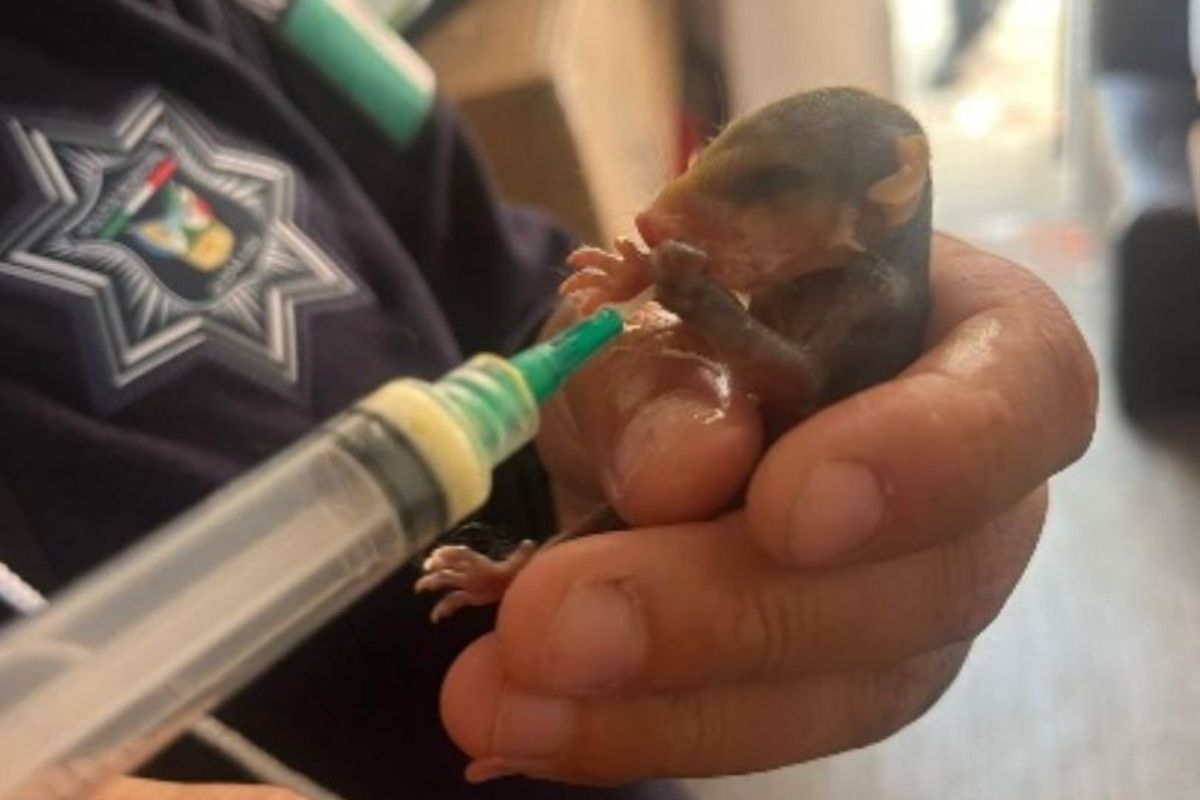 Las crías de tlacuache se encontraron abandonadas debido a que su madre había muerto | Foto: Especial