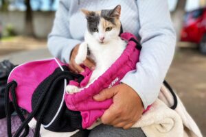 Tlahuelilpan realizó con éxito su octava jornada de esterilización canina y felina