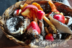 Expertos y cocineras tradicionales como Felicia Tlalacalco guían la recolección de especies comestibles