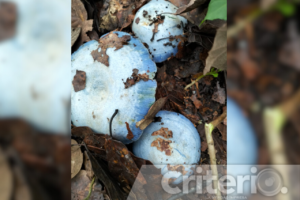 Cosecha de hongos en Acaxochitlán: entre la cocina tradicional y la precaución al recolectar