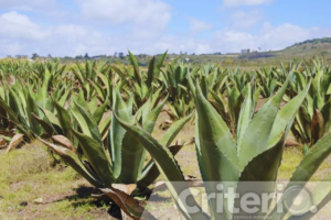 La comunidad de Santo Tomás será sede del primer Festival del Asado y el Maguey, un encuentro gastronómico sin precedentes
