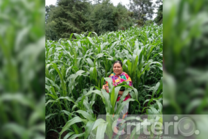 Felicia Tlalacalco comparte la técnica tradicional de Acaxochitlán, aprendida desde los tres años en su comunidad