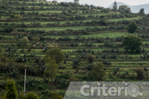 Pulque, identidad y resistencia: los caminos del maguey en Hidalgo