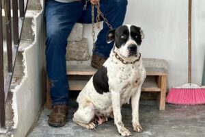 La jornada se realiza en distintas comunidades, brindando atención médica veterinaria segura para perros y gatos