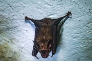 La hipótesis de una transmisión animal sigue siendo la más aceptada por la comunidad científica