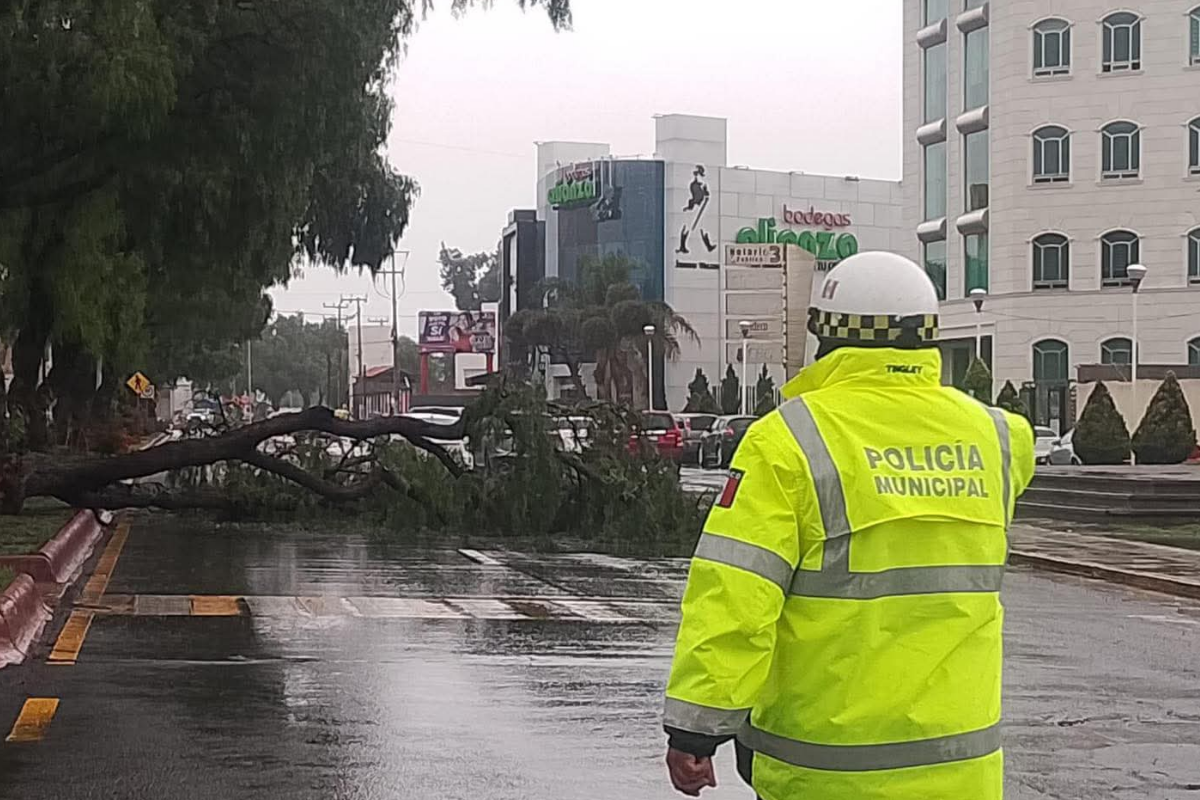 Personal de seguridad atendió la caída de un árbol en Pachuca