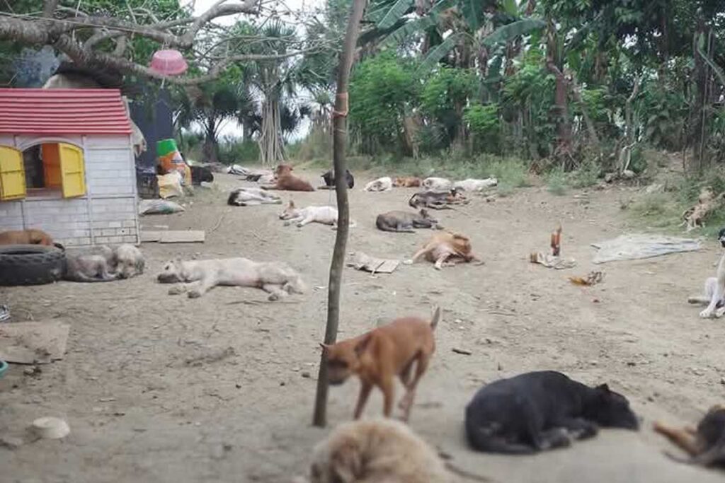 El albergue de Mago Campa resguarda casi cien animales 