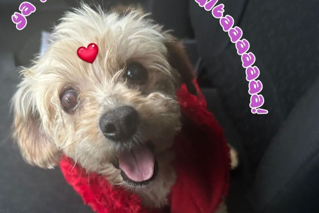 En Pachuca, asociación animalista pide apoyo para un nuevo hogar, debido a desalojo