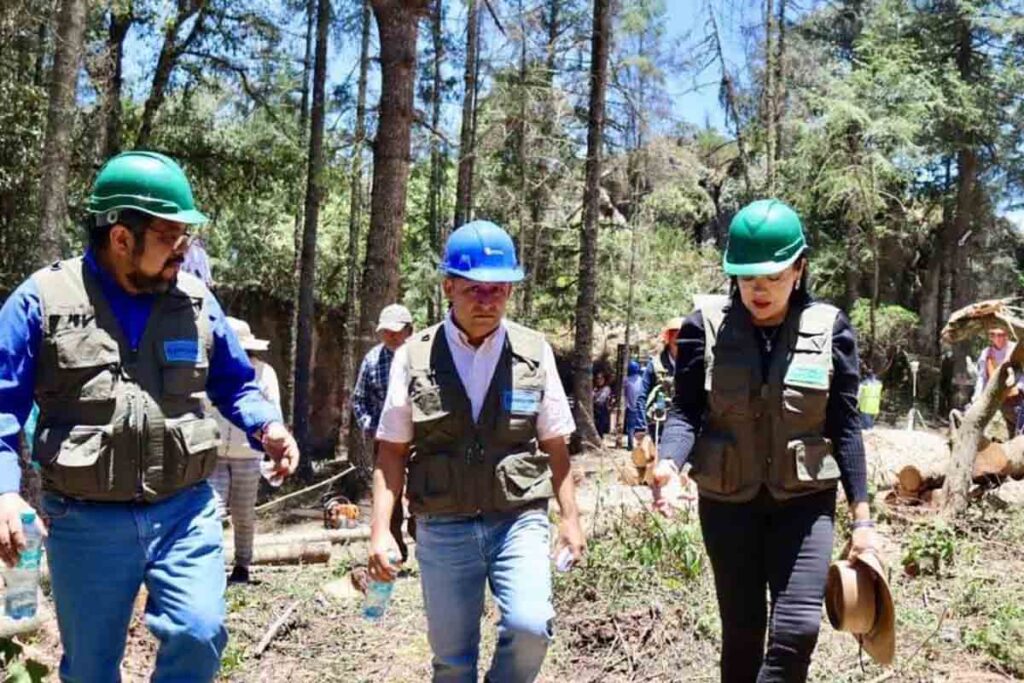 El año pasado, debido al estiaje, incrementó la invasión del bosque en El Chico por parte del gusano descortezador 