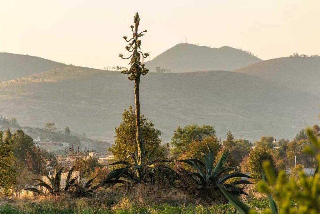 La gente, por falta de apoyo a la planta del maguey, ha preferido rentar su tierra para dicho proyecto, acusan