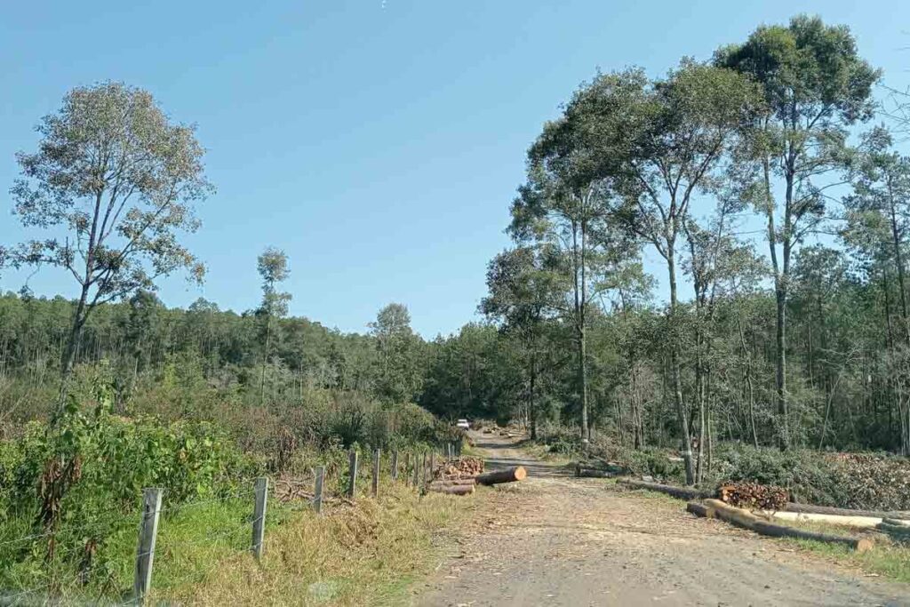 En mil 200 hectáreas de suelo hidalguense se desarrollador el proyecto de bonos de carbono 