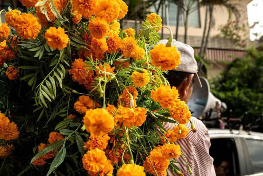 La temporada de lluvias riega la promesa de que, en noviembre, los campos estallarán en flor de cempasúchil