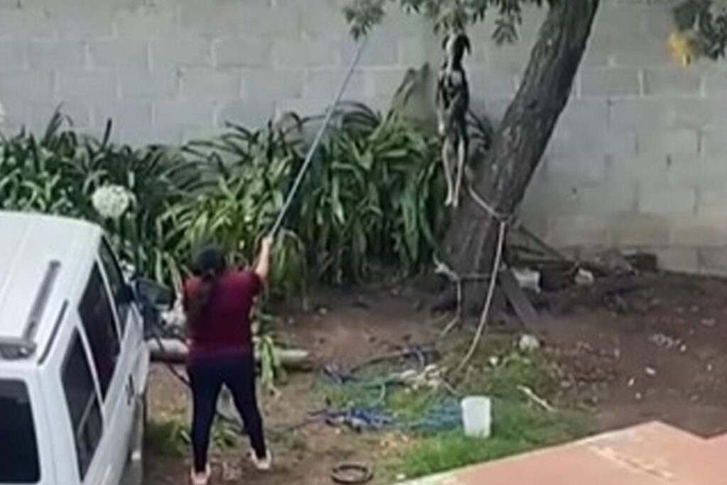 Una mujer intentó ahorcar a un perro colgándolo de un árbol 