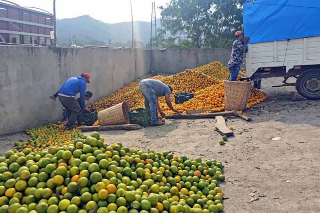 La báscula permitirá pesar con precisión los cargamentos de naranja antes de su venta