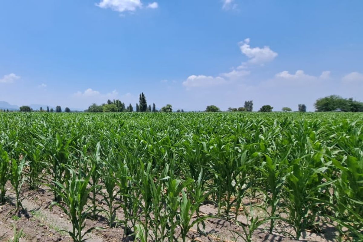 Al menos 50 mil hectáreas se verían perjudicadas por falta de líquidos residuales | Foto: Especial