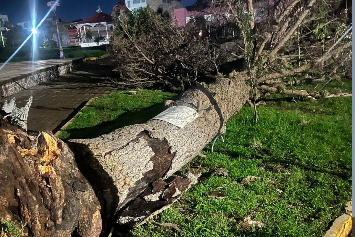 En la última semana han colapsado árboles de gran altura en cinco puntos de Tulancingo | Foto: Especial