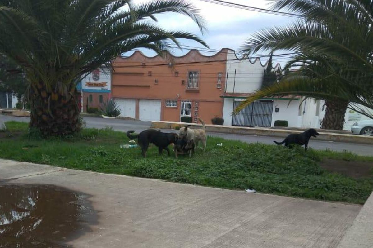 En Hidalgo convergen un millón 689 mil perros y gatos | Foto: Antonieta Islas