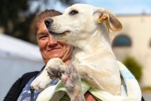 Durante la jornada de esterilización, se ofreció también orientación sobre cuidados básicos, vacunación y desparasitación para las mascotas de la comunidad