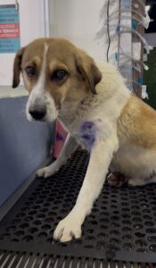 Hachi, herido en San Agustín Tlaxiaca, necesita cirugía ortopédica urgente