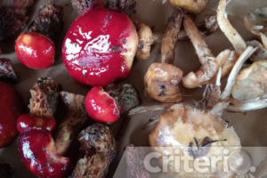Prepara tus sentidos para una caminata de recolección en los bosques de Tres Cañadas este 17 de agosto, seguida de un concurso gastronómico