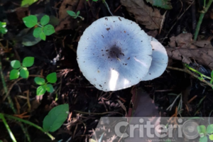 Prepárate para el Primer Festival Internacional del Hongo en Rocabosque, Mineral del Chico. Micoexperiencias gastroalpinas y recorridos por el bosque te esperan este 16 de agosto